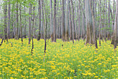 Butterweed,Congaree National Park