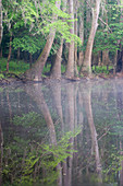 Wise Lake,Congaree Swamp