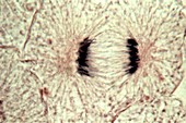 Mitosis,light micrograph