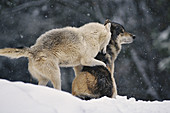 Grey Wolves