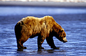Coastal grizzly bear on ocean beach