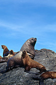 Steller Sea Lions