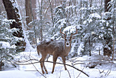 White-tailed Deer in Winter