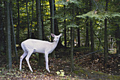 Albino White-tailed Deer