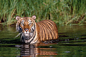 Bengal Tiger