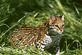 Ocelot