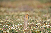 Arctic Ground Squirrel,Alaska