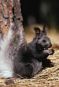 Kaibab Squirrel