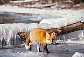 Red Fox walking across ice