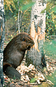 Beaver cutting Aspen tree