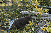 Beaver in Wyoming