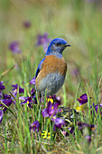 Male Western Bluebird