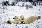 Polar Bear Stretching