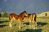 Wild Horse Colts