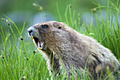 Olympic Marmot