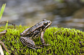 Cascades Frog