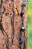 Pygmy Nuthatches