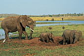 African elephant