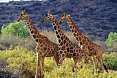 Reticulated Giraffes