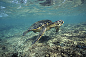 Green Sea Turtle