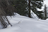 White-tailed Ptarmigan