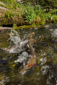 Yellowstone Cutthroat Trout