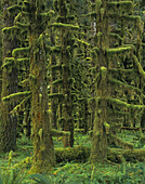 Moss covered trees