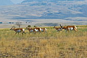 Pronghorn Antelope