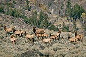 Rocky Mountain Elk herd