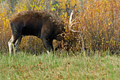 Bull Moose in rut