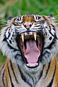 Sumatran Tiger