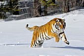 Siberian Tiger