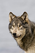 Grey Wolf