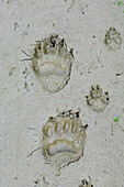 Bear and coyote tracks