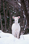 Albino Deer