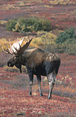 Bull Moose