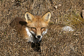 Wild Red Fox