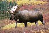 Bull Moose in Alaska