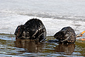 Wild Beavers Feeding