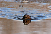Wild Beaver Swimming