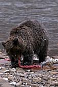 Bear Cub with Salmon