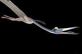 Replica of Pterosaur