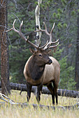 Mature wild bull Elk