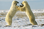Polar Bears wrestling