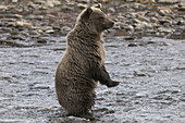 Wild Grizzly Bear Cub