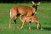 Whitetail Deer nursing