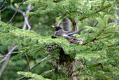 American Robin On Nest