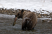 Brown Bear with Salmon