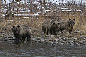 Three Grizzly Bear Cubs