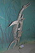 Short-necked Plesiosaur